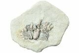 Fossil Crinoid (Agaricocrinus) With Starfish - Crawfordsville #231935-3